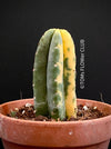 Trichocereus Pachanoi Aurea Variegata, Aurea Variegata cactus Golden barrel cactus Variegated cactus Rare cactus plants Indoor cactus care Seltene Kaktus-Pflanzen Zimmerkaktus Pflege TOMs FLOWer CLUB