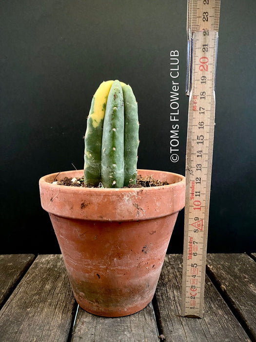 Trichocereus Pachanoi Aurea Variegata, Aurea Variegata cactus Golden barrel cactus Variegated cactus Rare cactus plants Indoor cactus care Seltene Kaktus-Pflanzen Zimmerkaktus Pflege TOMs FLOWer CLUB