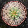 Trichocereus Terscheckii, Argentine Saguaro, Cardón Grande, organically grown succulent and cactus plants at TOMs FLOWer CLUB