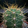 Trichocereus Terscheckii, Argentine Saguaro, Cardón Grande, organically grown succulent and cactus plants at TOMs FLOWer CLUB