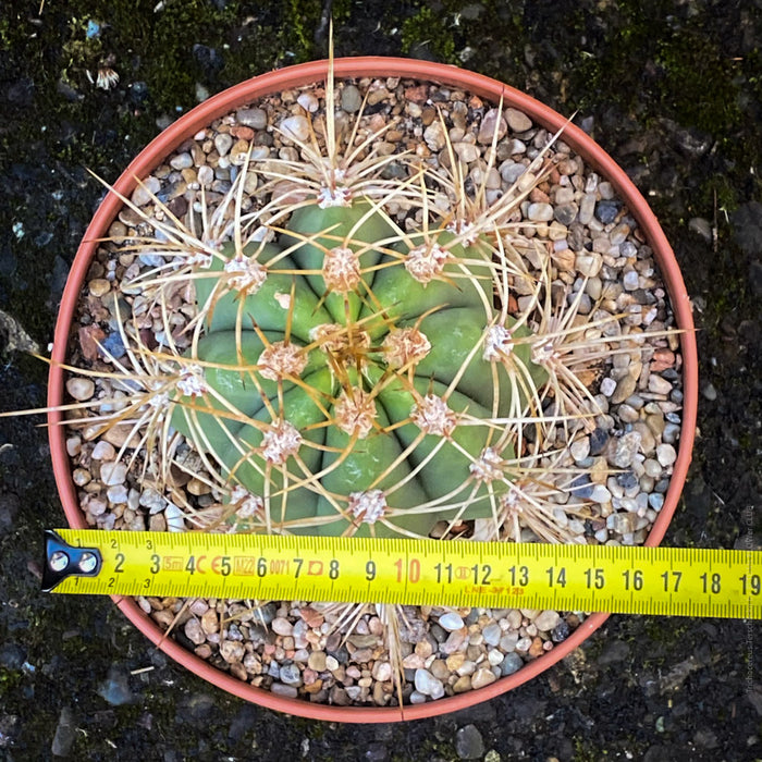 Trichocereus Terscheckii, Argentine Saguaro, Cardón Grande, organically grown succulent and cactus plants at TOMs FLOWer CLUB