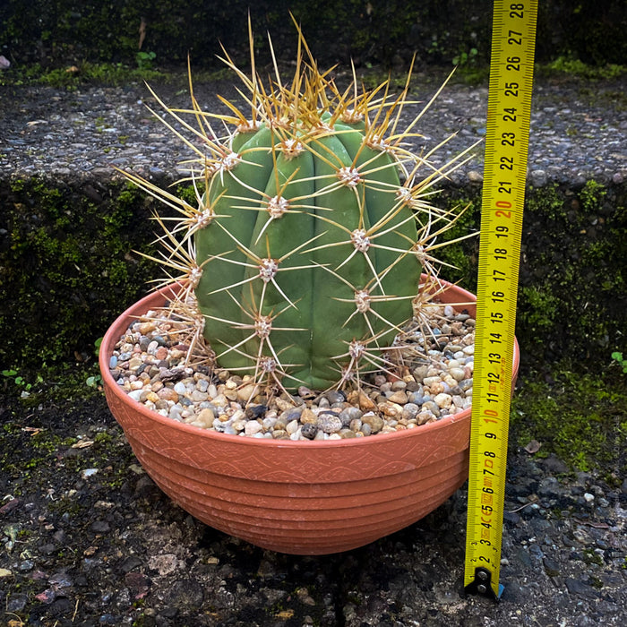 Trichocereus Terscheckii, Argentine Saguaro, Cardón Grande, organically grown succulent and cactus plants at TOMs FLOWer CLUB