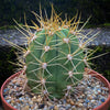 Trichocereus Terscheckii, Argentine Saguaro, Cardón Grande, organically grown succulent and cactus plants at TOMs FLOWer CLUB