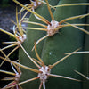 Trichocereus Terscheckii, Argentine Saguaro, Cardón Grande, organically grown succulent and cactus plants at TOMs FLOWer CLUB