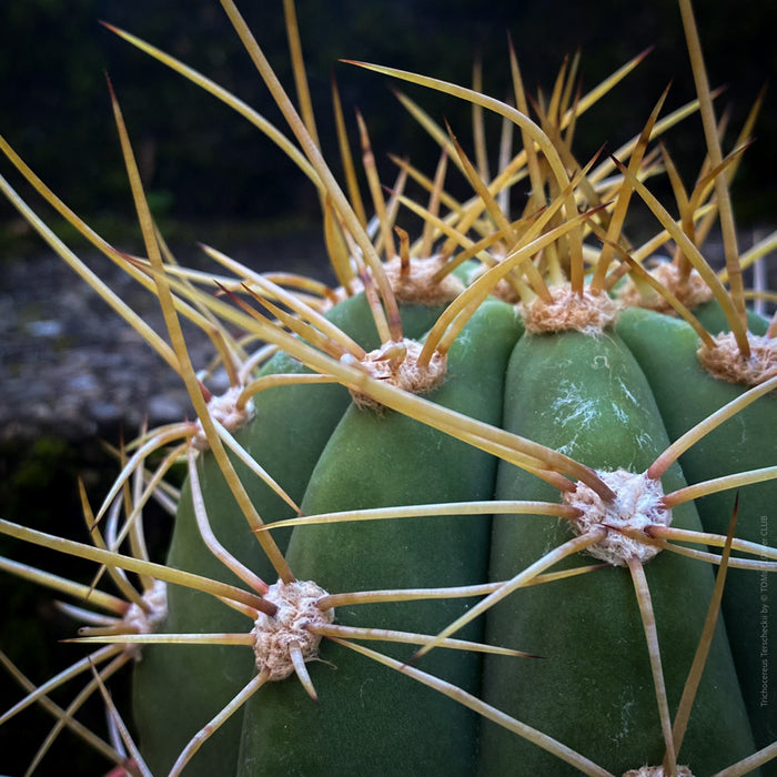 Trichocereus Terscheckii, Argentine Saguaro, Cardón Grande, organically grown succulent and cactus plants at TOMs FLOWer CLUB