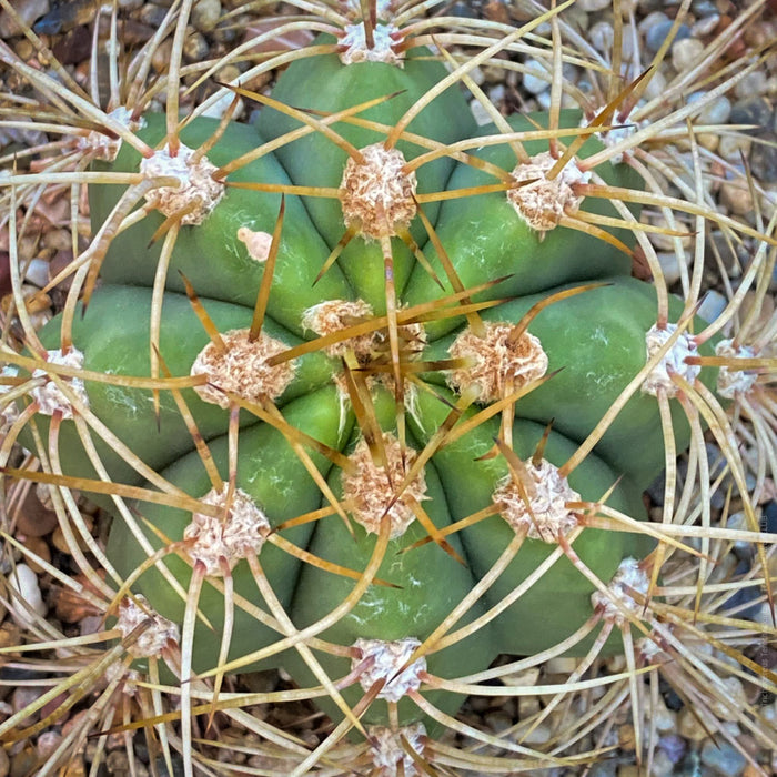 Trichocereus Terscheckii, Argentine Saguaro, Cardón Grande, organically grown succulent and cactus plants at TOMs FLOWer CLUB