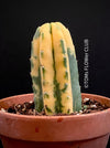 Trichocereus Pachanoi Aurea Variegata, Aurea Variegata cactus Golden barrel cactus Variegated cactus Rare cactus plants Indoor cactus care Seltene Kaktus-Pflanzen Zimmerkaktus Pflege TOMs FLOWer CLUB
