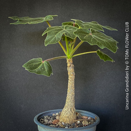 Uncarina Grandidieri, organically grown tropical Madagaskar plants for sale at TOMs FLOWer CLUB.