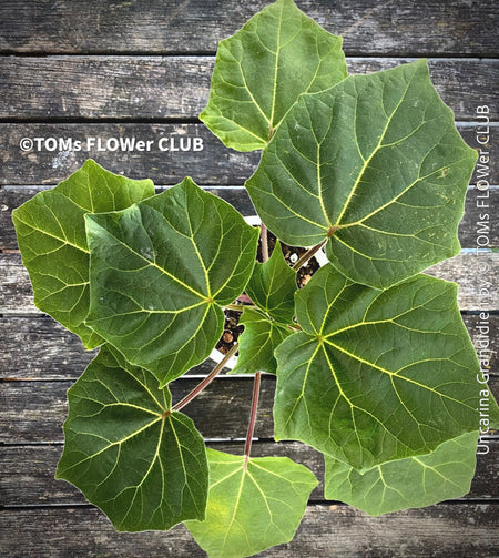 Uncarina Grandidieri, organically grown tropical Madagaskar plants for sale at TOMs FLOWer CLUB.