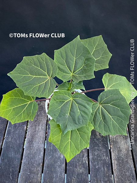 Uncarina Grandidieri, organically grown tropical Madagaskar plants for sale at TOMs FLOWer CLUB.