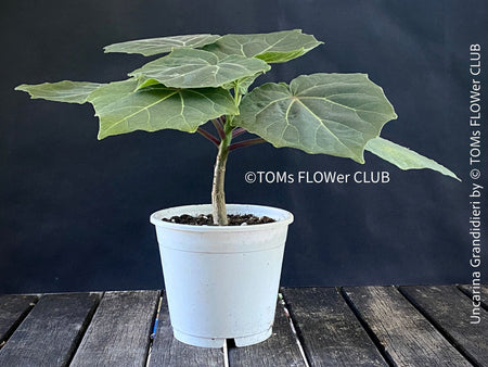 Uncarina Grandidieri, organically grown tropical Madagaskar plants for sale at TOMs FLOWer CLUB.