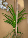 Vanda Tayanee White Orchid, white flowering orchid, organically grown tropical plants for sale at TOMsFLOWer CLUB.