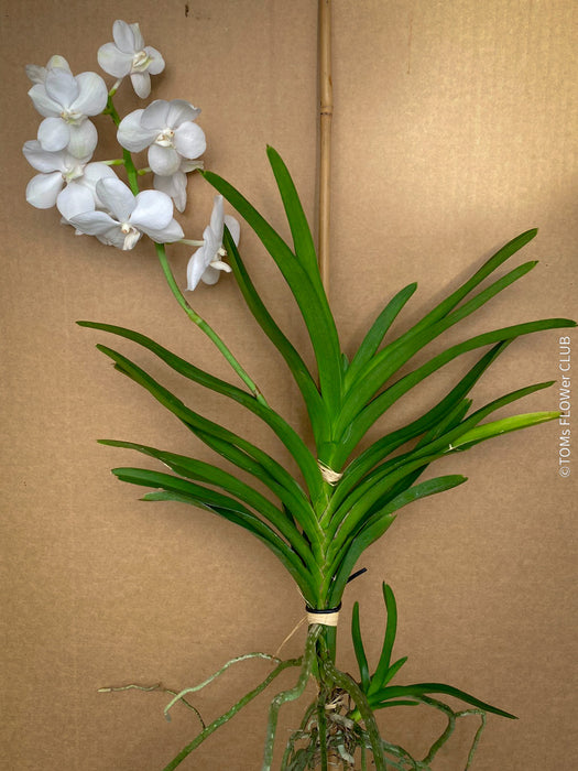 Vanda Tayanee White Orchid, white flowering orchid, organically grown tropical plants for sale at TOMsFLOWer CLUB.