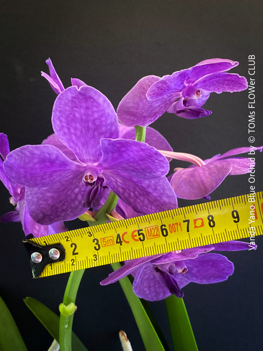 Vanda Yano Blue Orchid