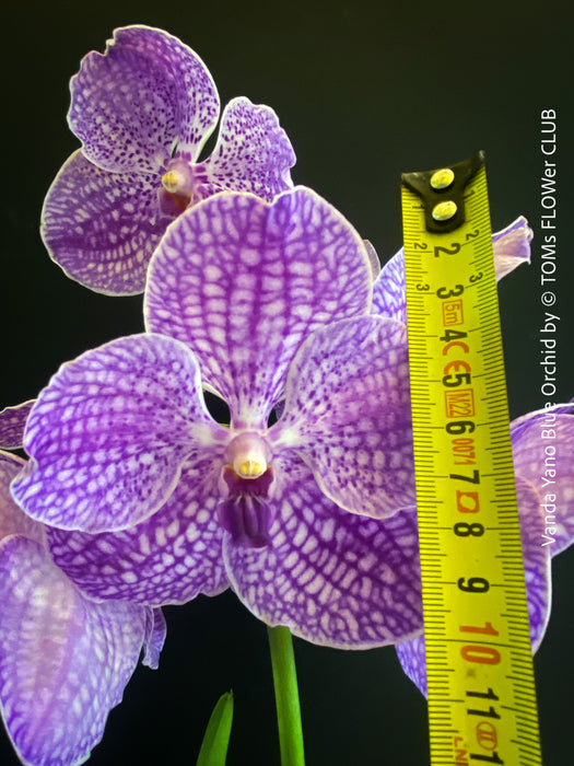 Vanda Yano Blue Orchid