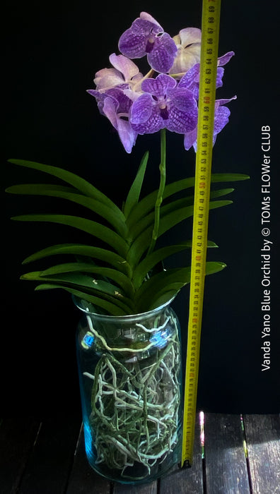 Vanda Yano Blue Orchid