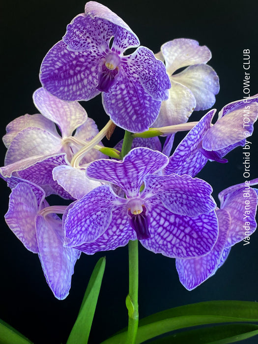 Vanda Yano Blue Orchid