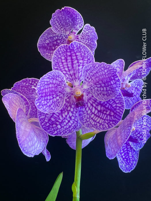 Vanda Yano Blue Orchid