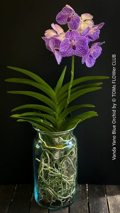 Vanda Yano Blue Orchid