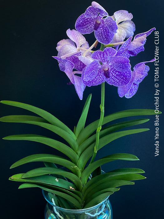 Vanda Yano Blue Orchid