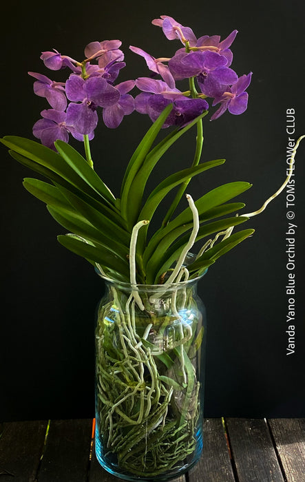 Vanda Yano Blue Orchid