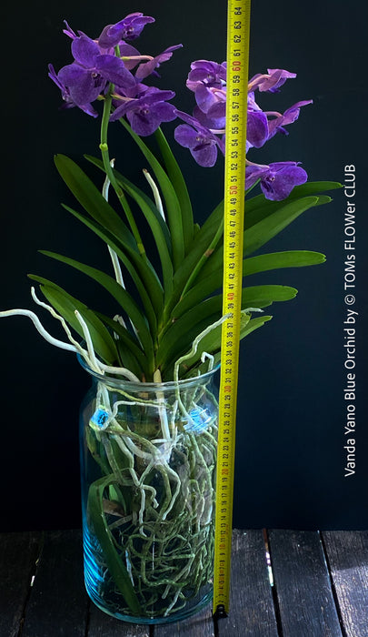 Vanda Yano Blue Orchid