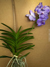 Vanda Yano Blue Orchid, blue flowering orchid, organically grown tropical plants for sale at TOMsFLOWer CLUB.