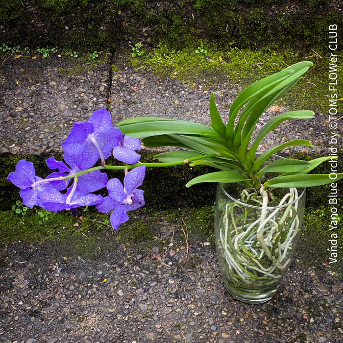 Vanda Yano Blue Orchid, blue flowering orchid, organically grown tropical plants for sale at TOMsFLOWer CLUB.