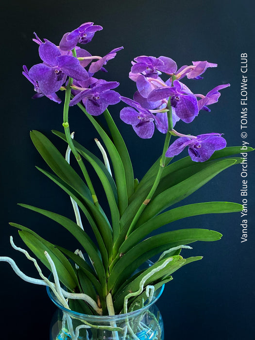 Vanda Yano Blue Orchid