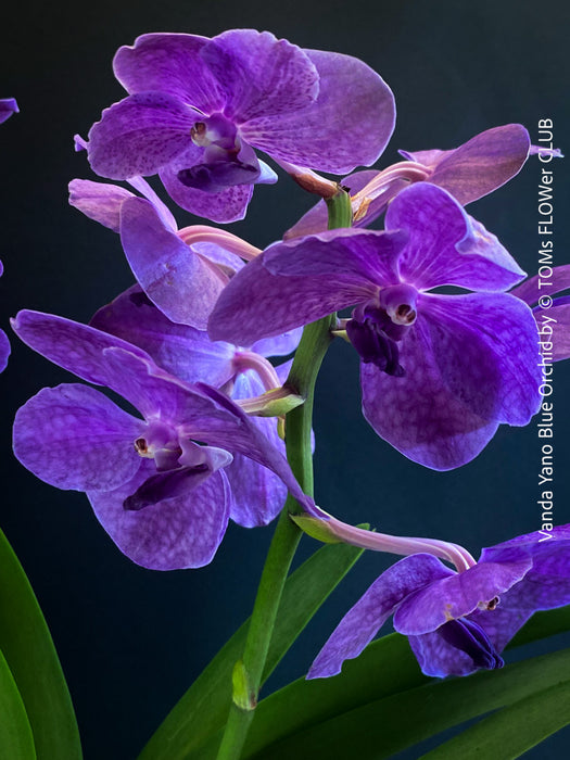 Vanda Yano Blue Orchid