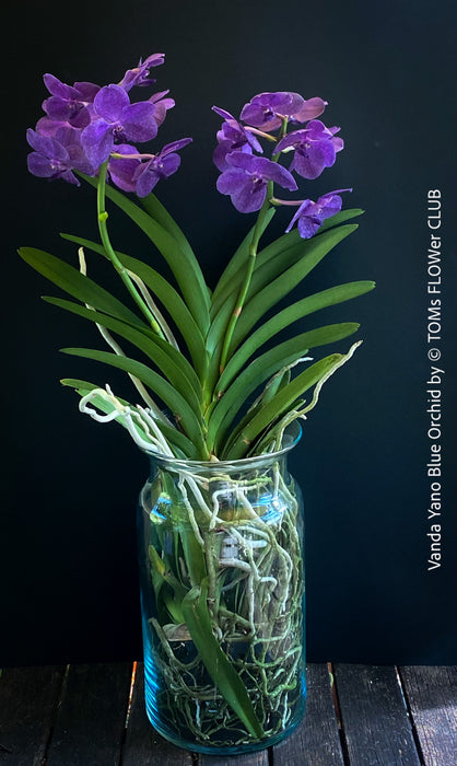 Vanda Yano Blue Orchid