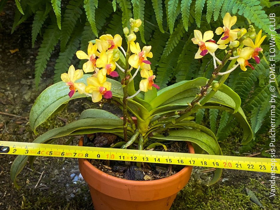 Phalaenopsis - Vandaenopsis Pulcherrima, yellow burgundy flowering mini orchid, organically grown tropical plants for sale at TOMs FLOWer CLUB.