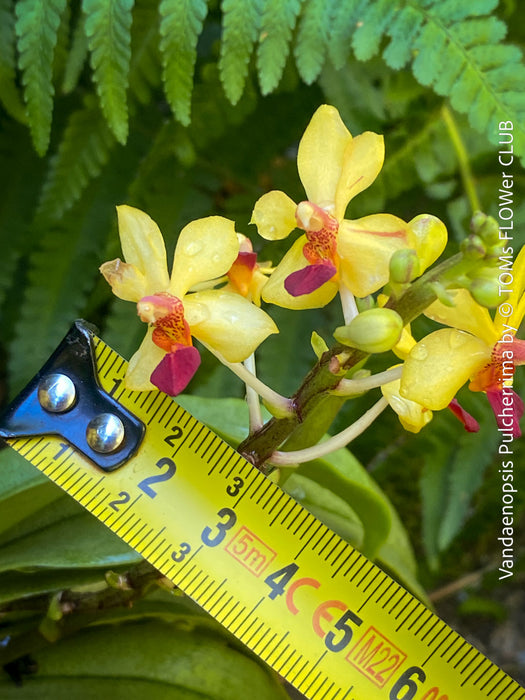 Phalaenopsis - Vandaenopsis Pulcherrima, yellow burgundy flowering mini orchid, organically grown tropical plants for sale at TOMs FLOWer CLUB.
