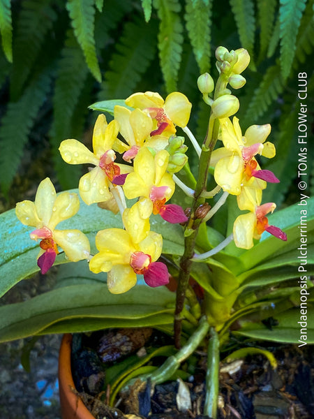 Phalaenopsis - Vandaenopsis Pulcherrima, yellow burgundy flowering mini orchid, organically grown tropical plants for sale at TOMs FLOWer CLUB.