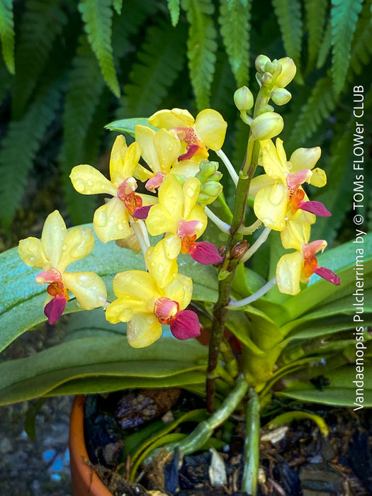 Phalaenopsis - Vandaenopsis Pulcherrima, yellow burgundy flowering mini orchid, organically grown tropical plants for sale at TOMs FLOWer CLUB.