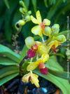 Phalaenopsis - Vandaenopsis Pulcherrima, yellow burgundy flowering mini orchid, organically grown tropical plants for sale at TOMs FLOWer CLUB.