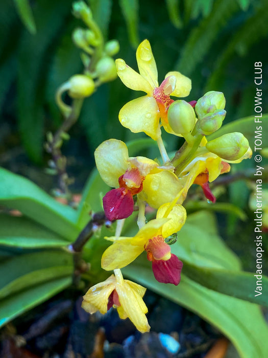 Phalaenopsis - Vandaenopsis Pulcherrima, yellow burgundy flowering mini orchid, organically grown tropical plants for sale at TOMs FLOWer CLUB.
