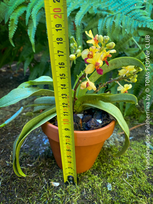 Phalaenopsis - Vandaenopsis Pulcherrima, yellow burgundy flowering mini orchid, organically grown tropical plants for sale at TOMs FLOWer CLUB.