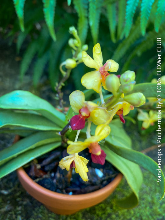 Phalaenopsis - Vandaenopsis Pulcherrima, yellow burgundy flowering mini orchid, organically grown tropical plants for sale at TOMs FLOWer CLUB.