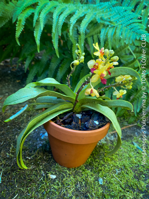Phalaenopsis - Vandaenopsis Pulcherrima, yellow burgundy flowering mini orchid, organically grown tropical plants for sale at TOMs FLOWer CLUB.
