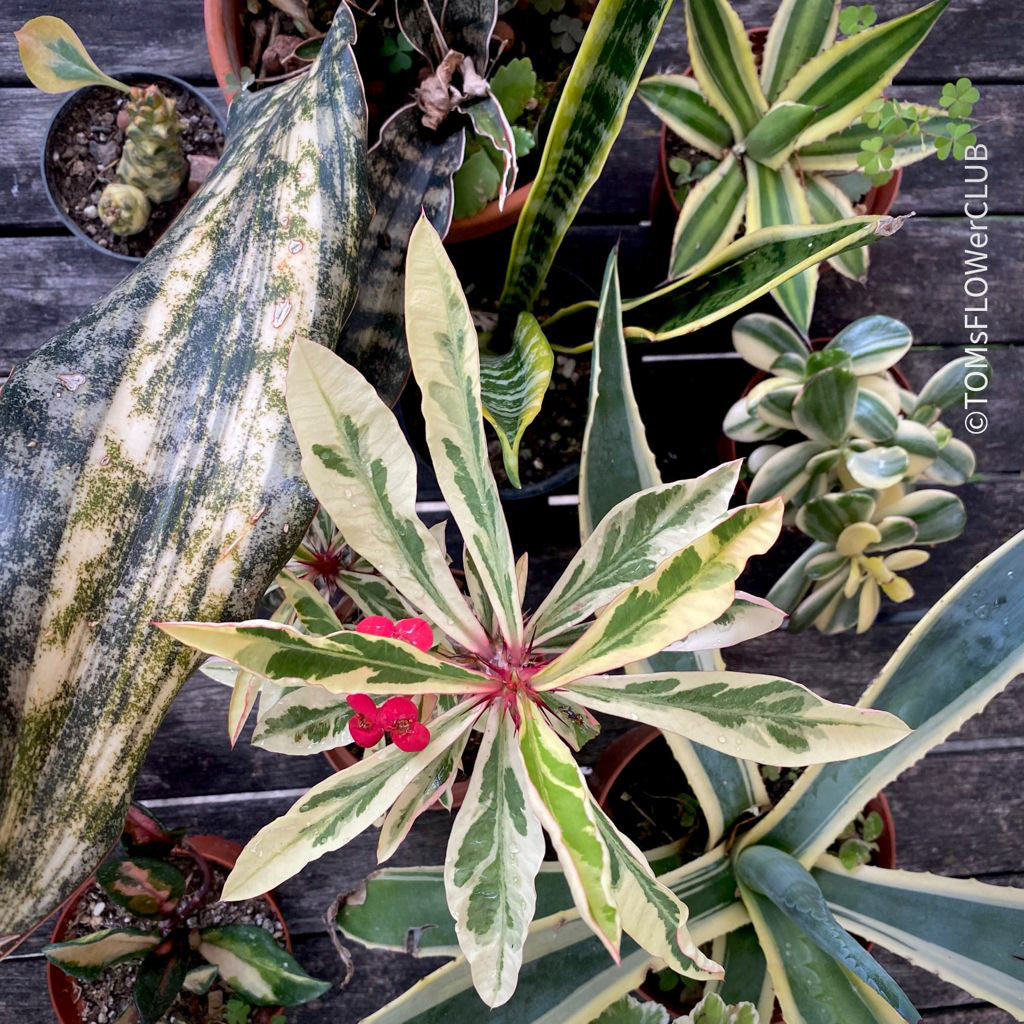 TOMs FLOWer CLUB, variegated plants, panaschierte Pflanzen