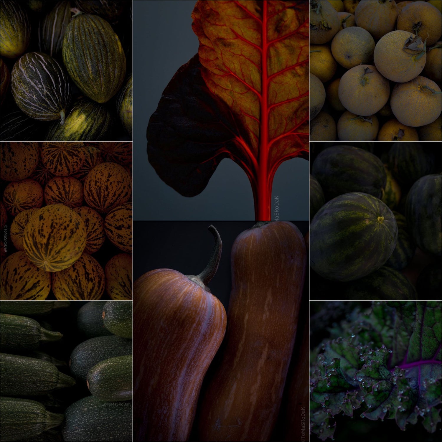 TOMs FLOWer CLUB, TOMas Rodak, Hasselblad pictures, photography, art for sale