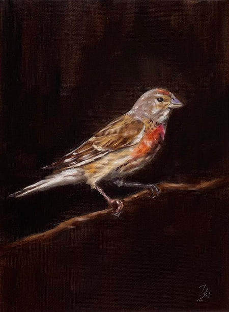 Authentic Common Linnet Oil Painting by Czech artist Viktoria Penner. Available at TOMs ART FLOWer Club. Oil on canvas, 18 x 24 cm. Own a unique piece of avian art and bring the nature back to your cosy home.