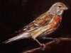 Authentic Common Linnet Oil Painting by Czech artist Viktoria Penner. Available at TOMs ART FLOWer Club. Oil on canvas, 18 x 24 cm. Own a unique piece of avian art and bring the nature back to your cosy home., TOMS FLOWer CLUB