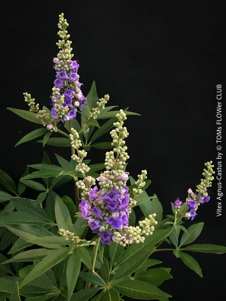Organically grown Heuchera plants, parential, Gartenstaude - Purpurglöckchen, for sale at TOMs FLOWer CLUB.