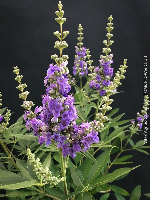 Close-up of blooming Chaste Tree (Vitex Agnus-Castus) showing fragrant lavender-blue flower spikes in summer, for sale at TOMs FLOWer CLUB.