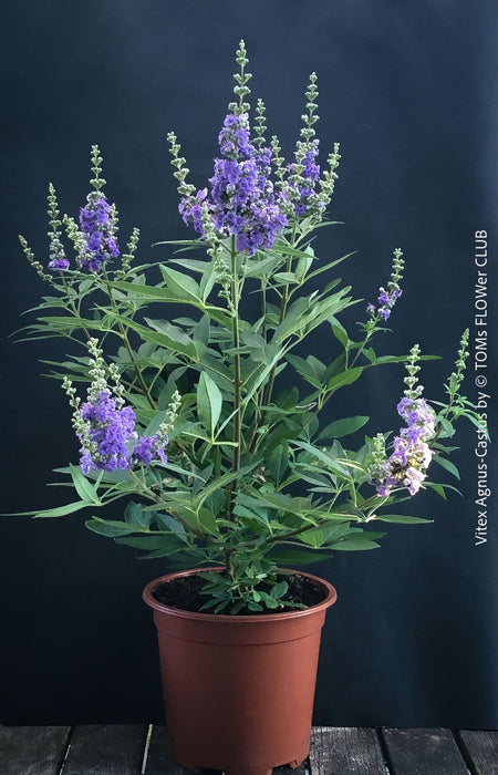 50x40 cm Vitex Agnus-Castus shrub with aromatic green foliage and purple blossoms, perfect for sunny terraces, available at TOMs FLOWer CLUB.