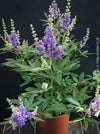 Flowering Vitex Agnus-Castus plant in organic substrate, captured during its peak August blooming phase, for sale at TOMs FLOWer CLUB.