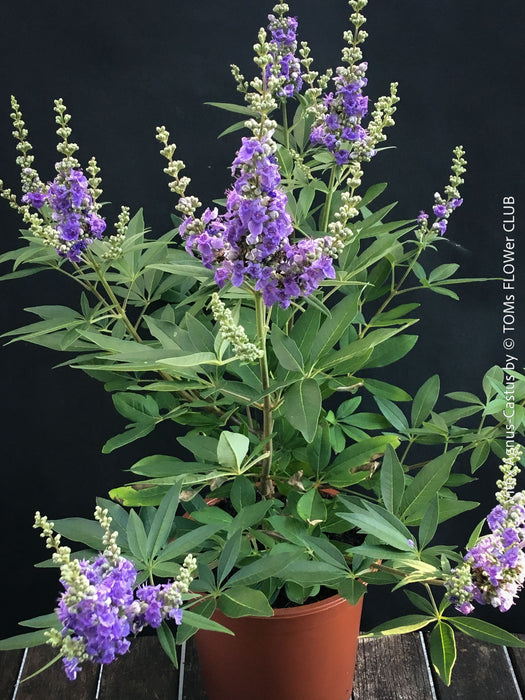 Flowering Vitex Agnus-Castus plant in organic substrate, captured during its peak August blooming phase, for sale at TOMs FLOWer CLUB.