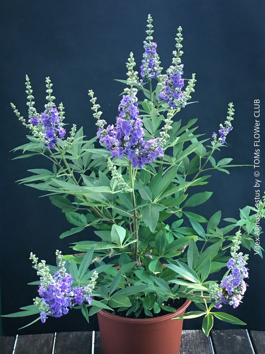 Well-established Vitex Agnus-Castus specimen in pot, showcasing rich blue flower clusters and vibrant green leaves, for sale at TOMs FLOWer CLUB.